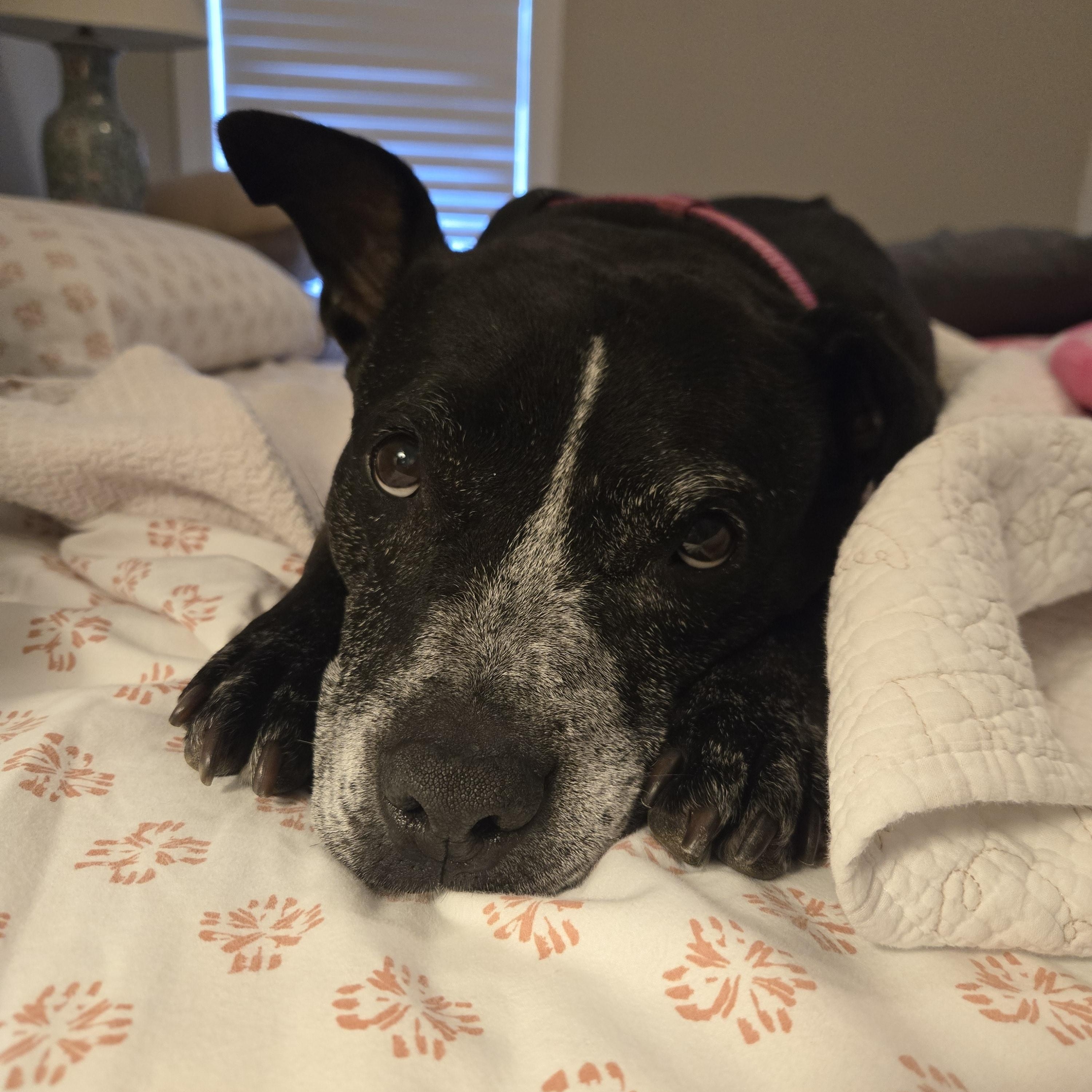 Riann, Adoptable, Adult Female Australian Cattle Dog / Blue Heeler & Pit Bull Terrier.
