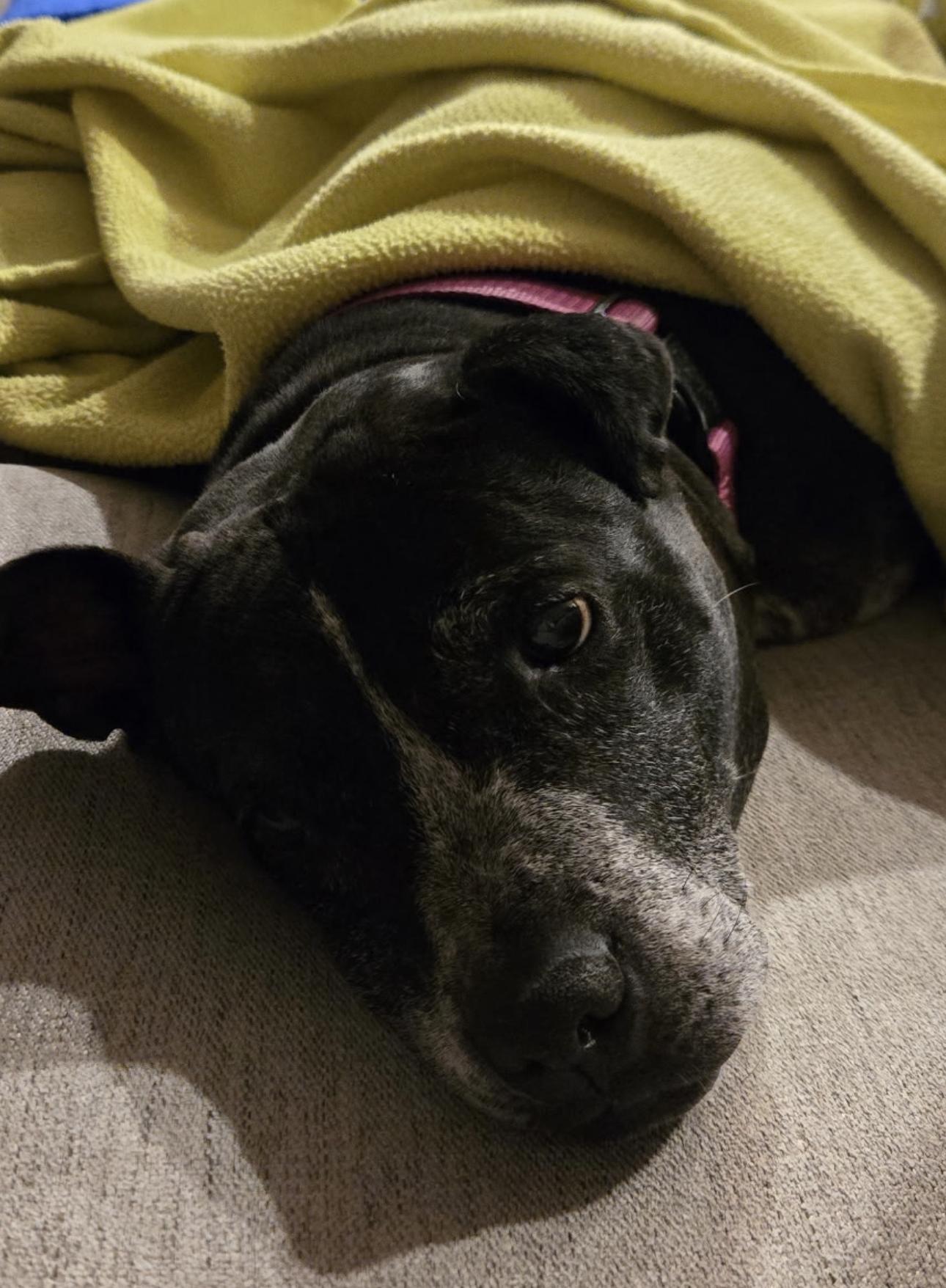 Riann, a Adoptable mixed breed in Cary, NC image 2/5