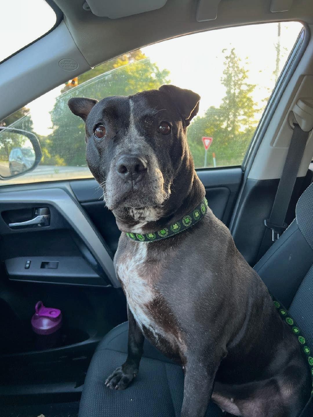 Riann, Adoptable, Adult Female Pit Bull Terrier.