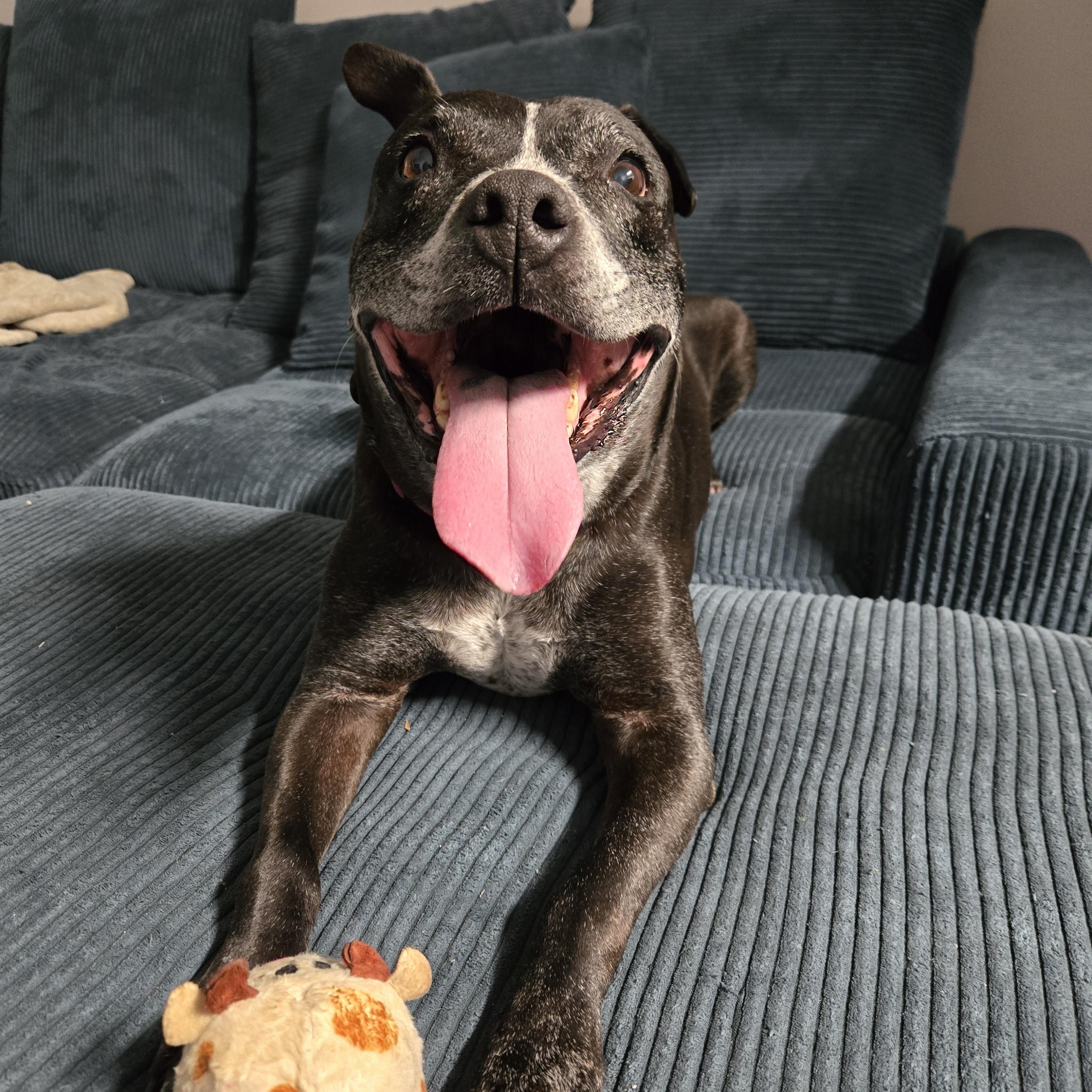 Riann, a Adoptable mixed breed in Cary, NC image 4/5