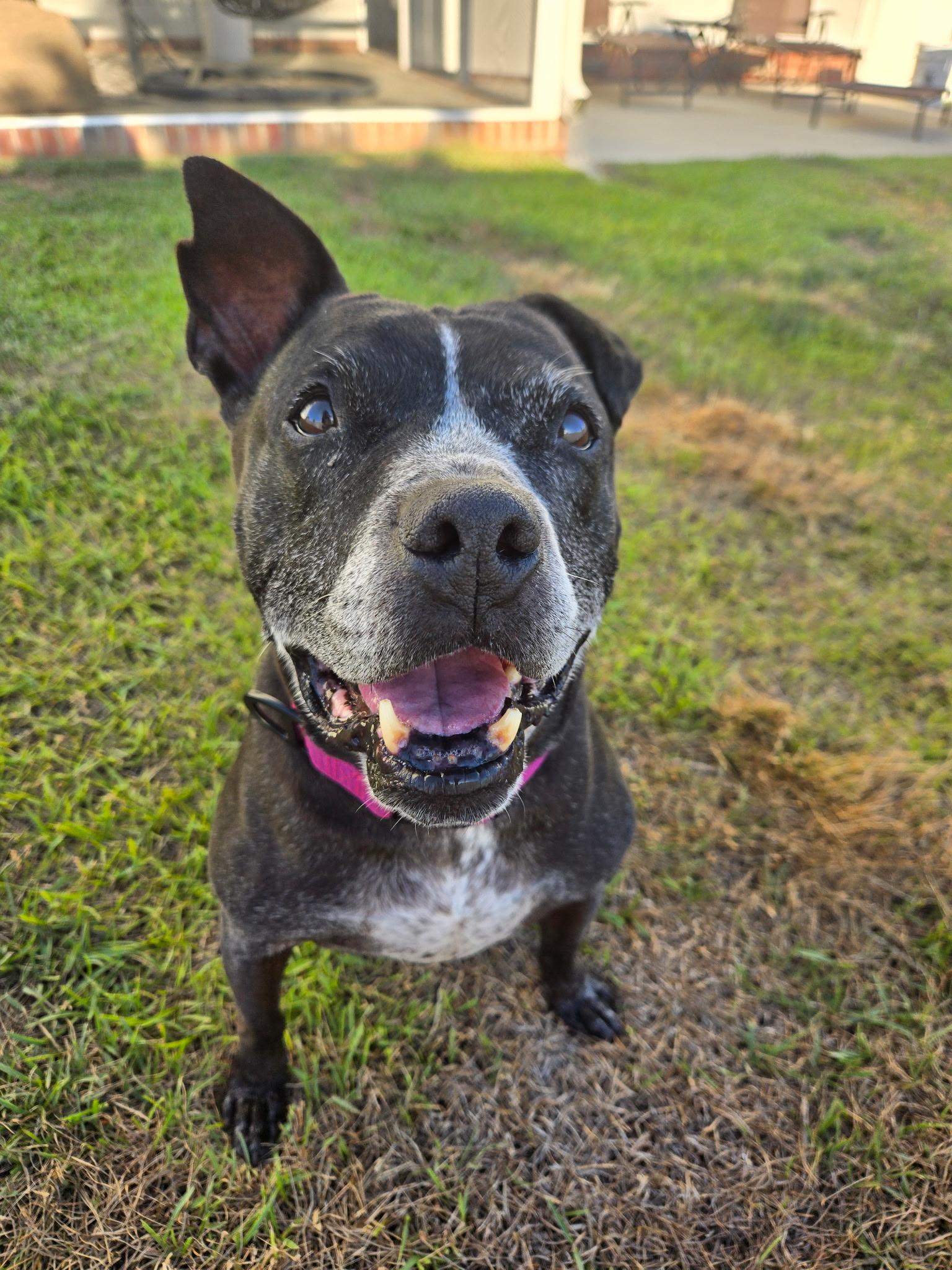 Riann, a Adoptable mixed breed in Cary, NC image 5/5