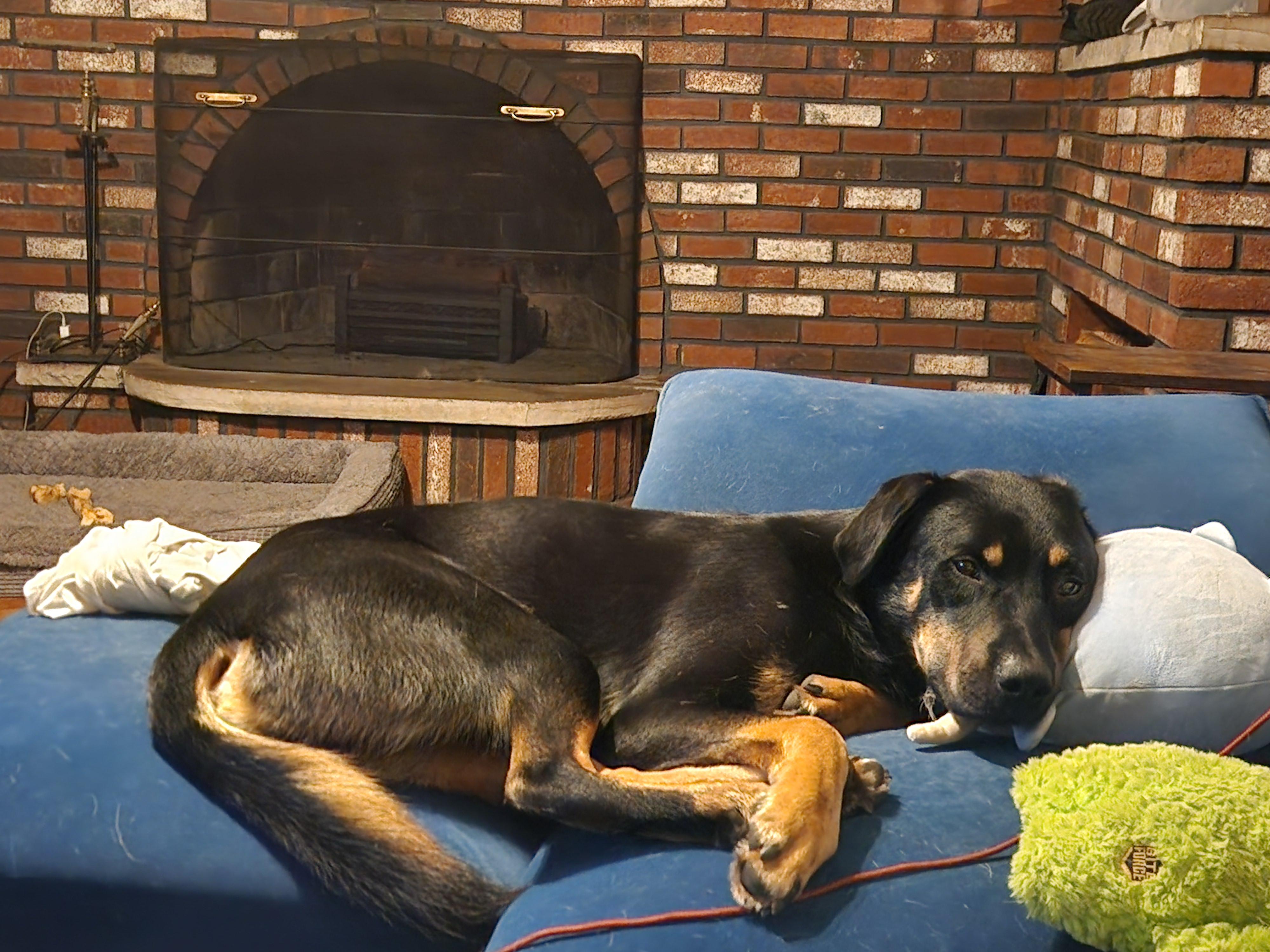 Remy-FOSTERED IN THE NORTHEAST!