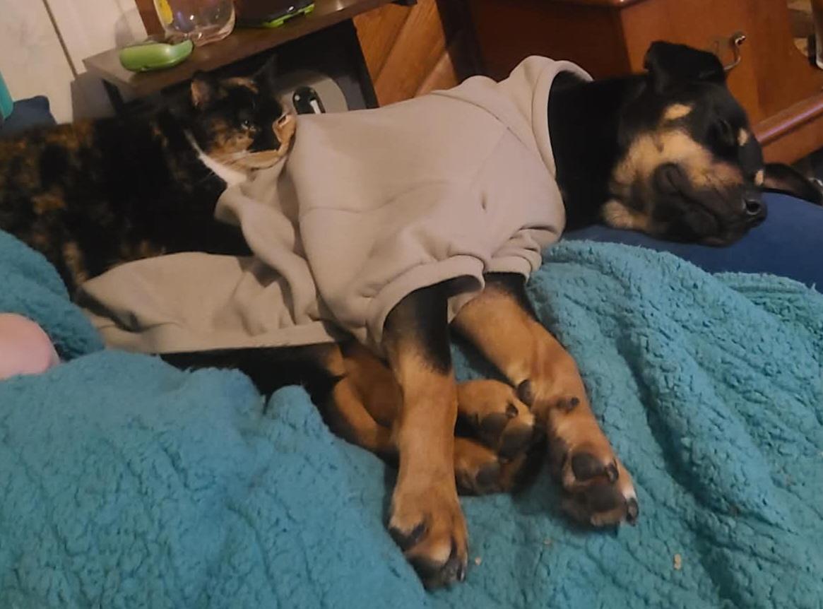 Remy-FOSTERED IN THE NORTHEAST! — thumbnail 3