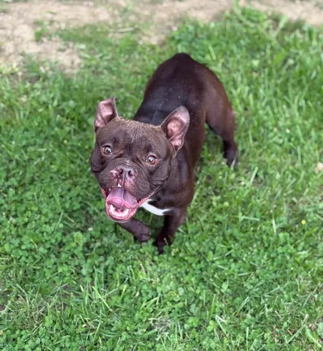 Vegas, ADOPTABLE, Young Female American Bully & French Bulldog.