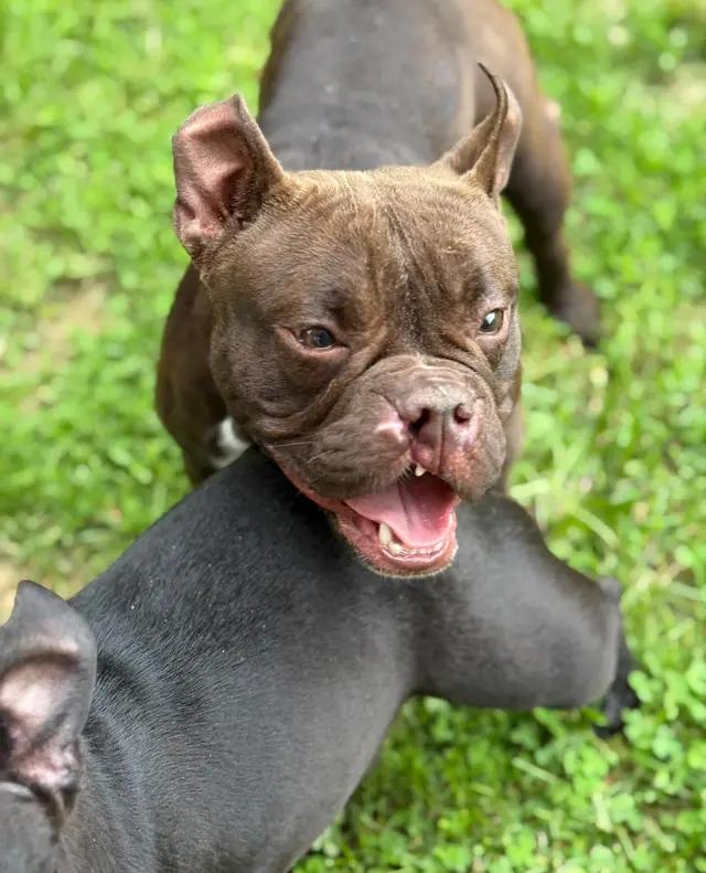 Enlarge Vegas, a ADOPTABLE mixed breed in Stahlstown, PA image 4/5