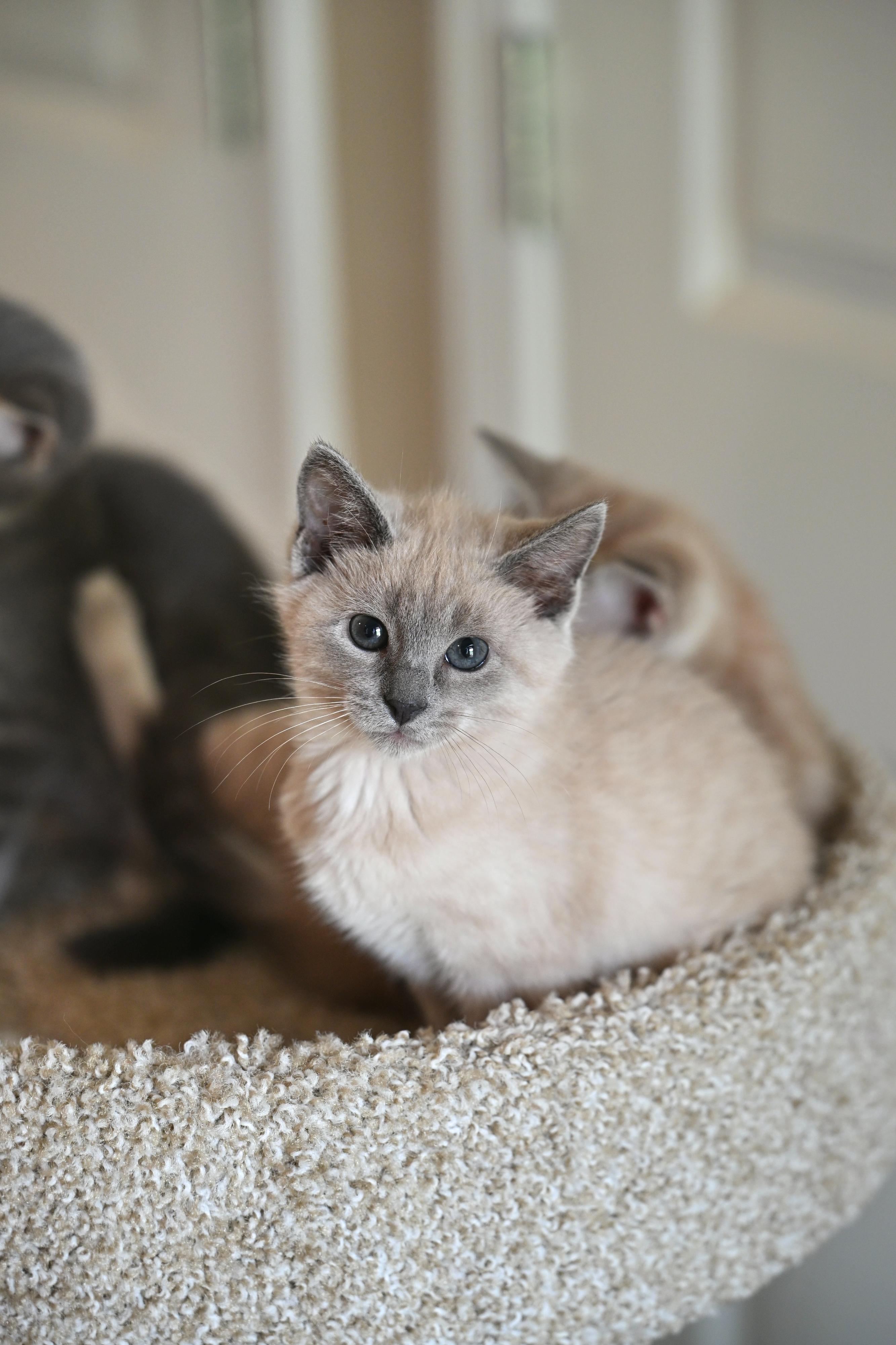 Violet, an adopted mixed breed in Nashua, NH image 5/5