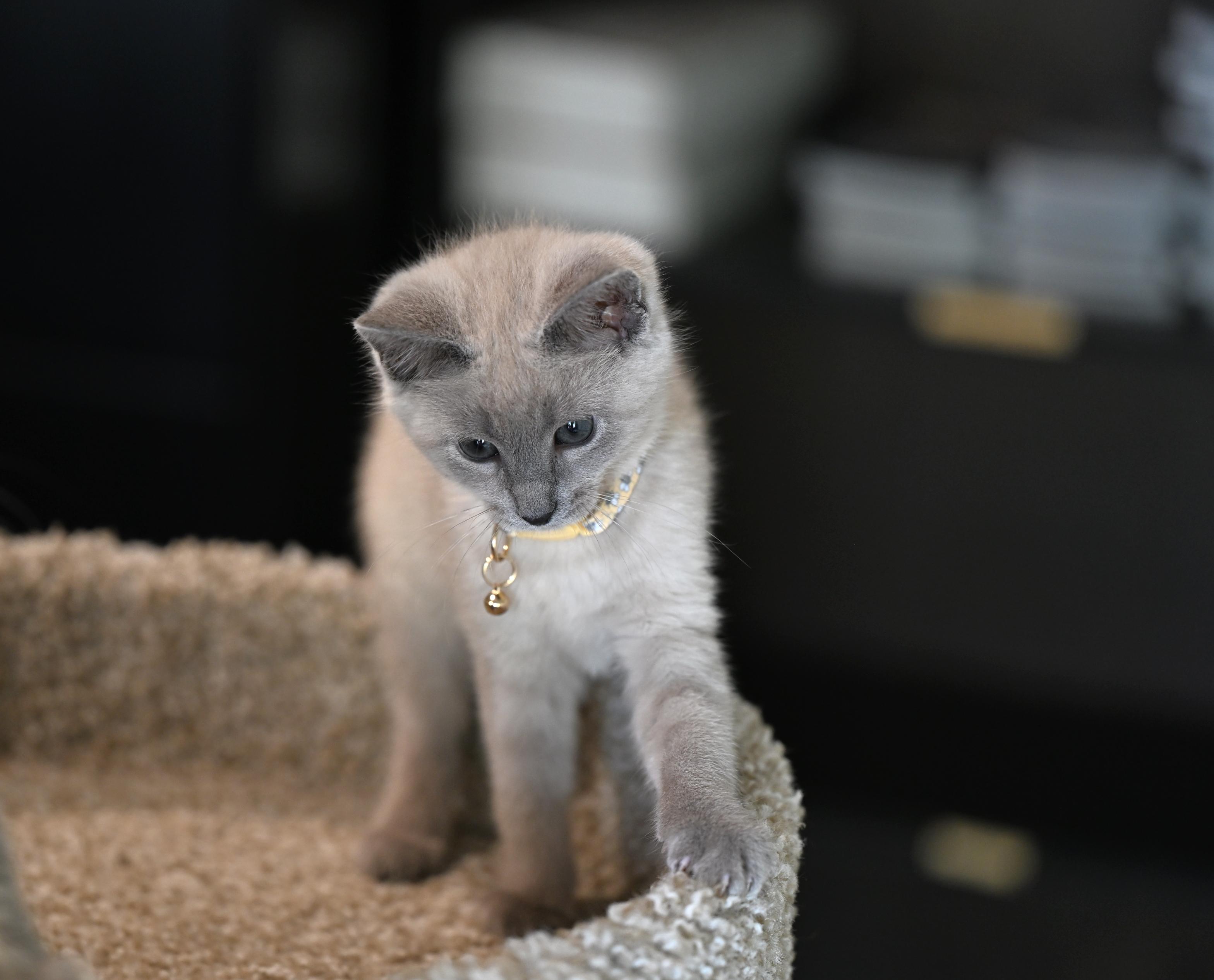 Violet, an adopted mixed breed in Nashua, NH image 3/5