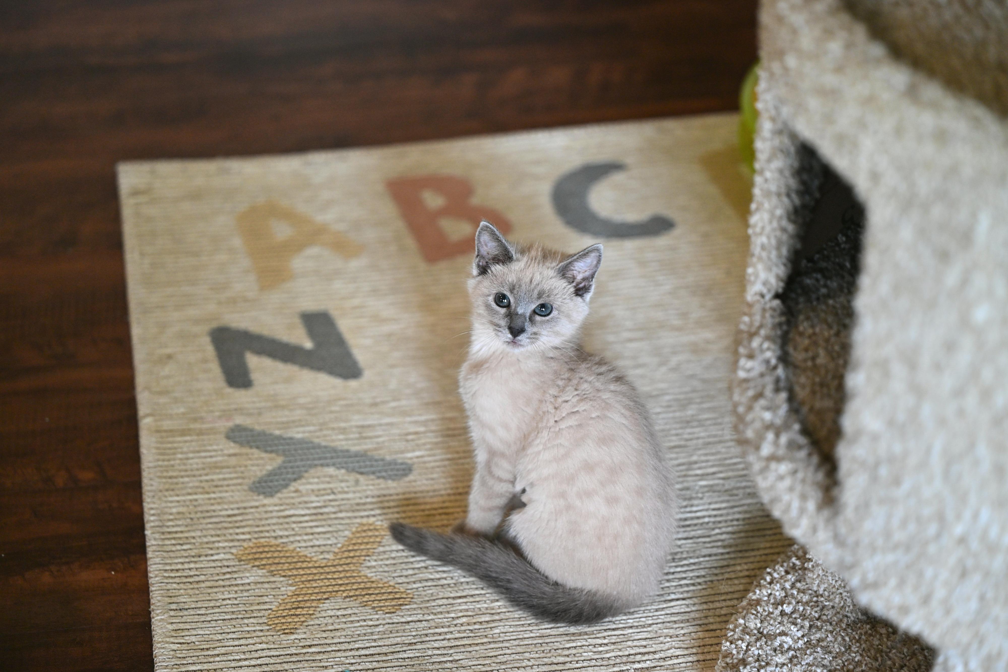Violet, adopted, Kitten Female Siamese & Russian Blue.
