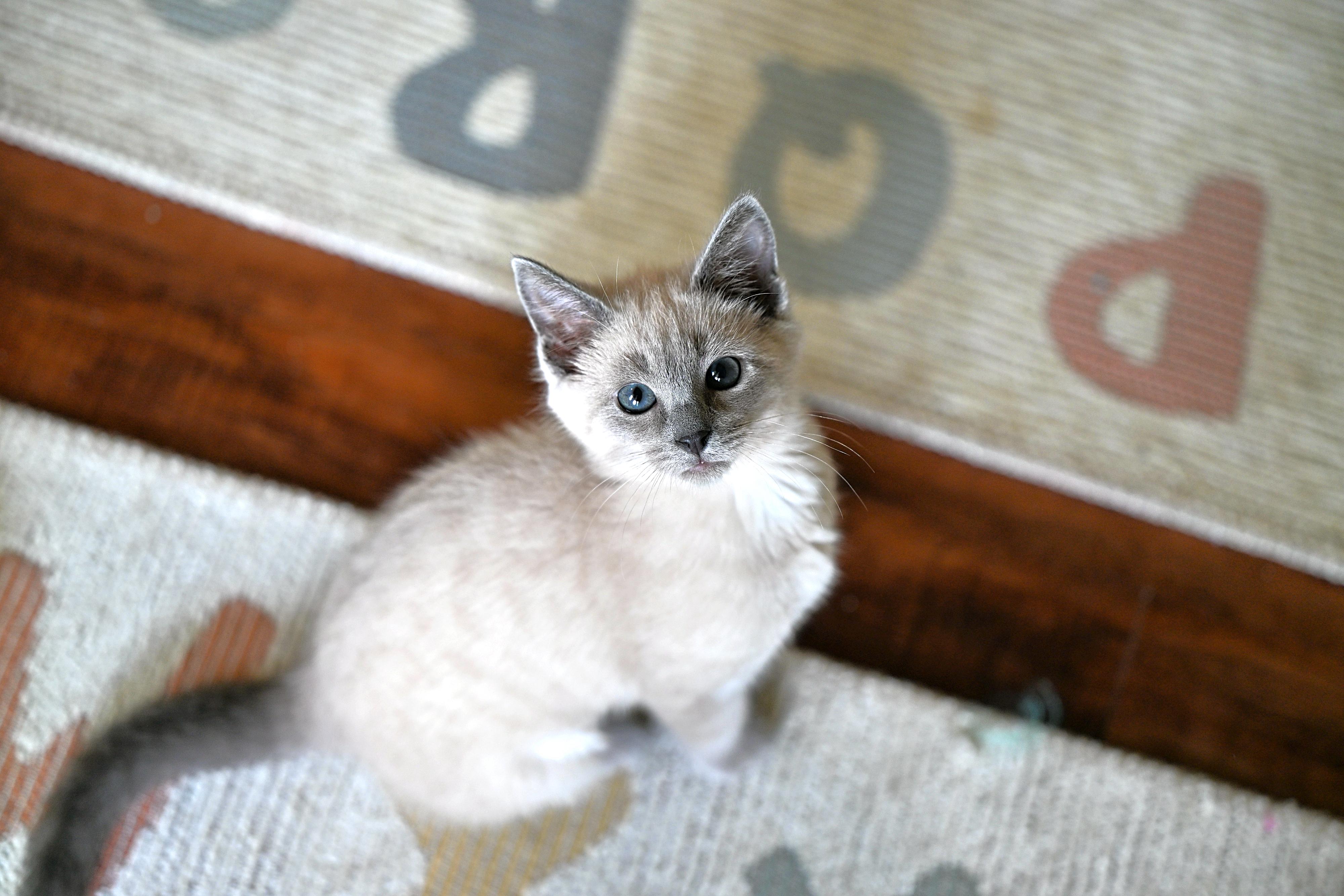 Violet, an adopted mixed breed in Nashua, NH image 4/5