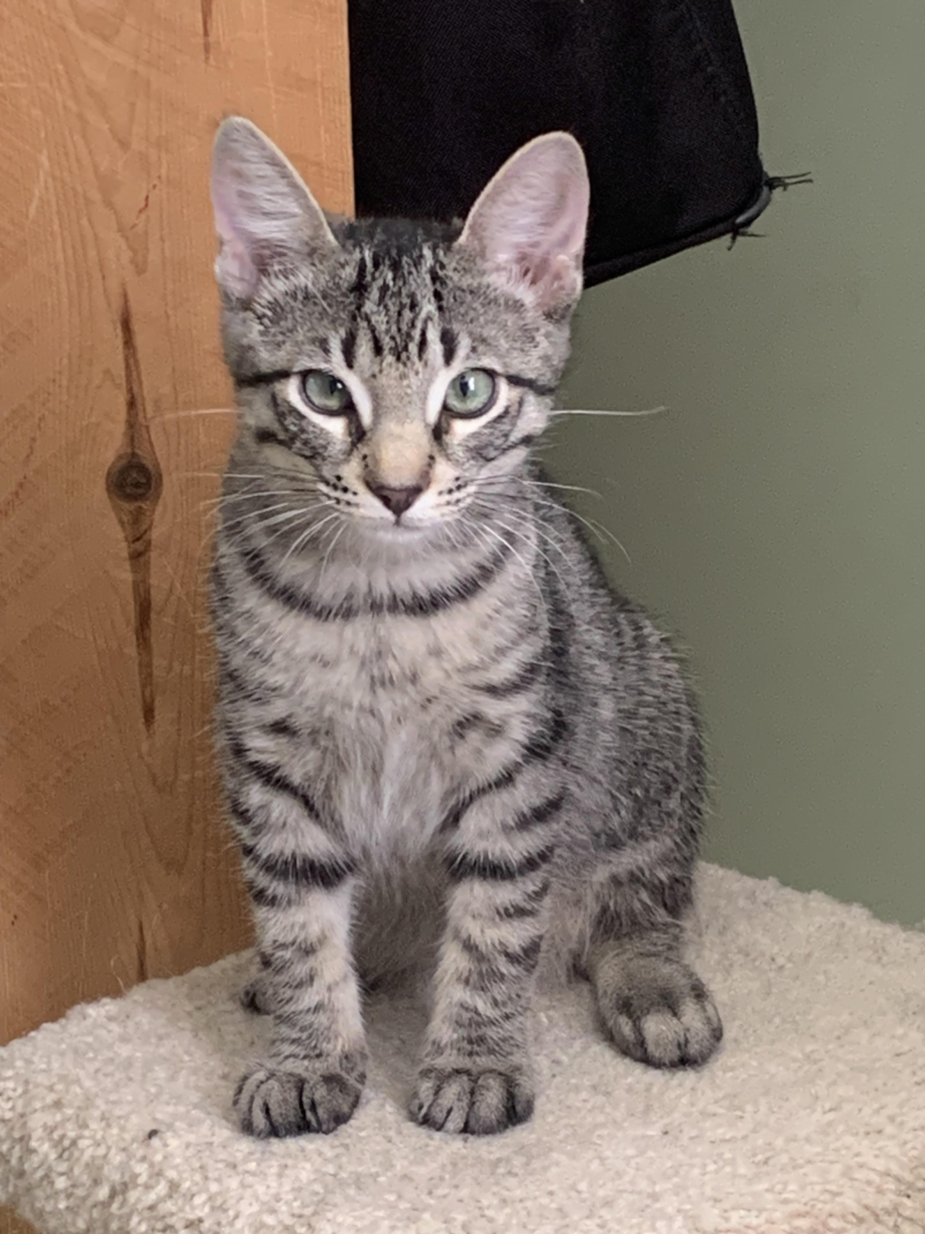Snickers, a Adoptable Domestic Short Hair in Diamond Springs, CA image 1/4