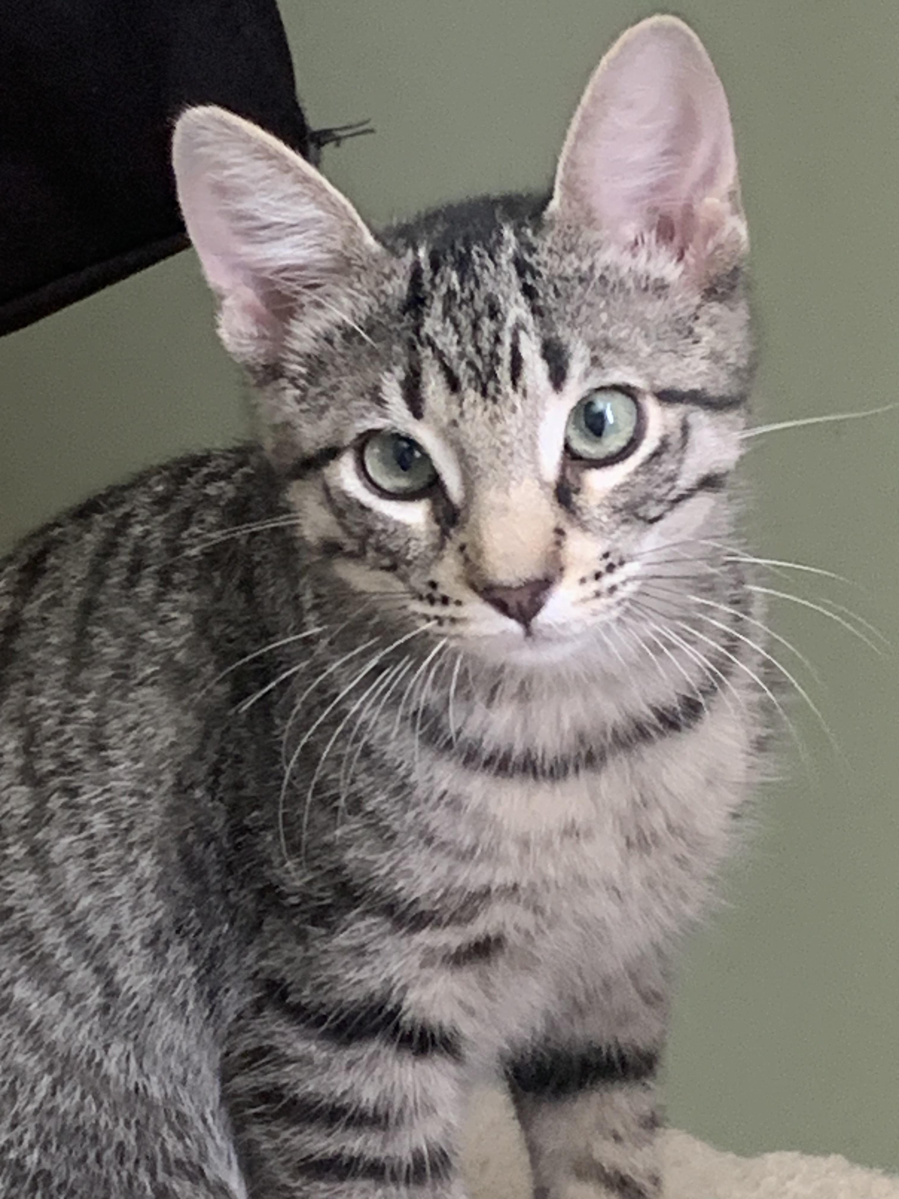 Snickers, a Adoptable Domestic Short Hair in Diamond Springs, CA image 2/4