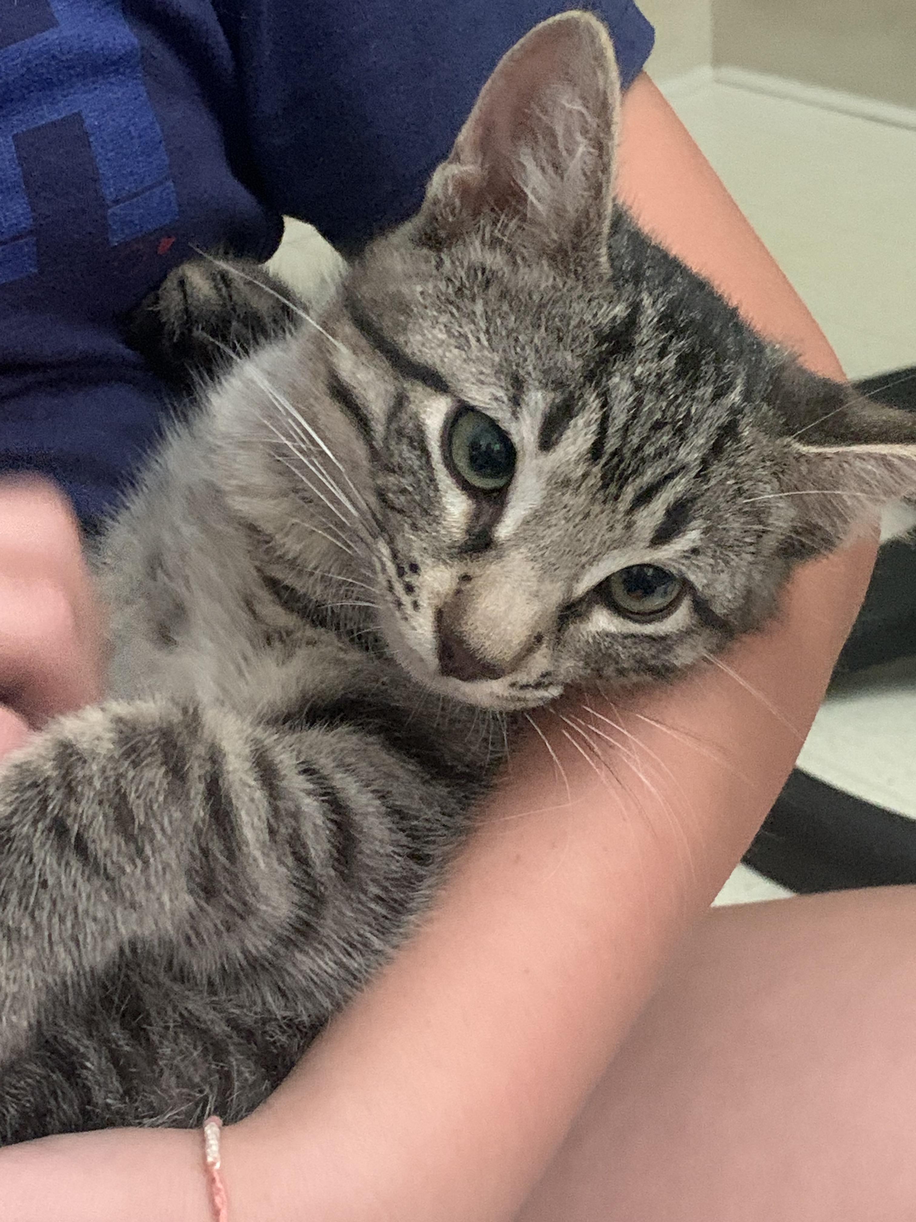 Snickers, a Adoptable Domestic Short Hair in Diamond Springs, CA image 3/4