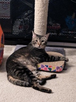 Candy, Adult Female Tabby