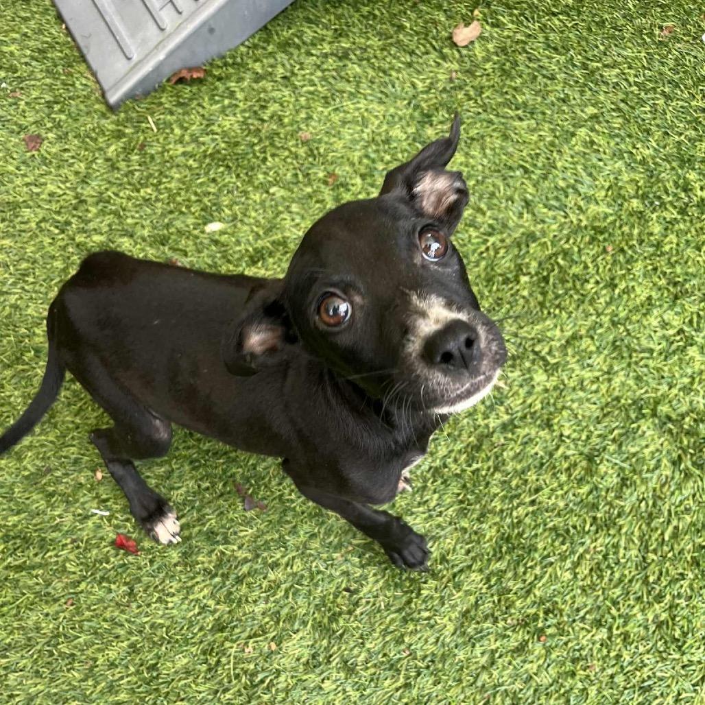 Kimmie, Adoptable, Puppy Female Terrier & Chihuahua.