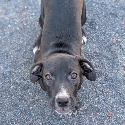 Kimmie, Adoptable, Young Female Chihuahua & Terrier.