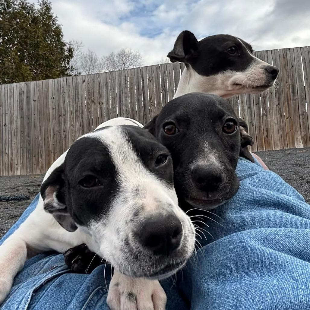 Kimmie, a Adoptable mixed breed in Quakertown, PA image 1/6