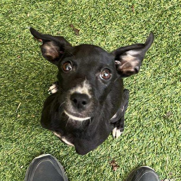 Kimmie, a Adoptable mixed breed in Quakertown, PA image 2/6