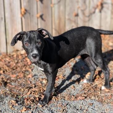 Kimmie, a Adoptable mixed breed in Quakertown, PA image 3/6