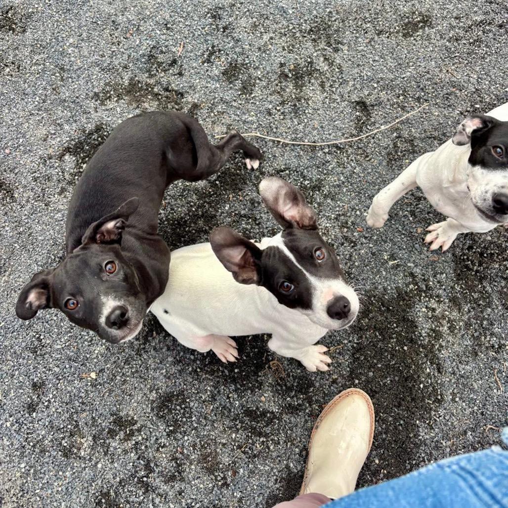 Kimmie, a Adoptable mixed breed in Quakertown, PA image 4/6