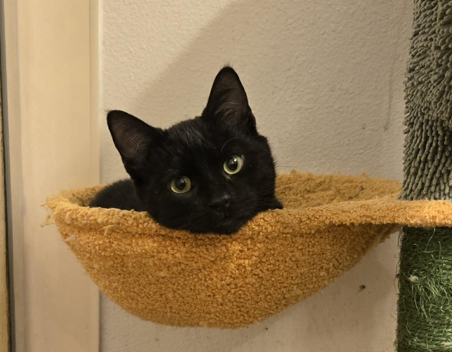 Enlarge Cocoa, a ADOPTABLE Domestic Short Hair in Clovis, CA image 1/4