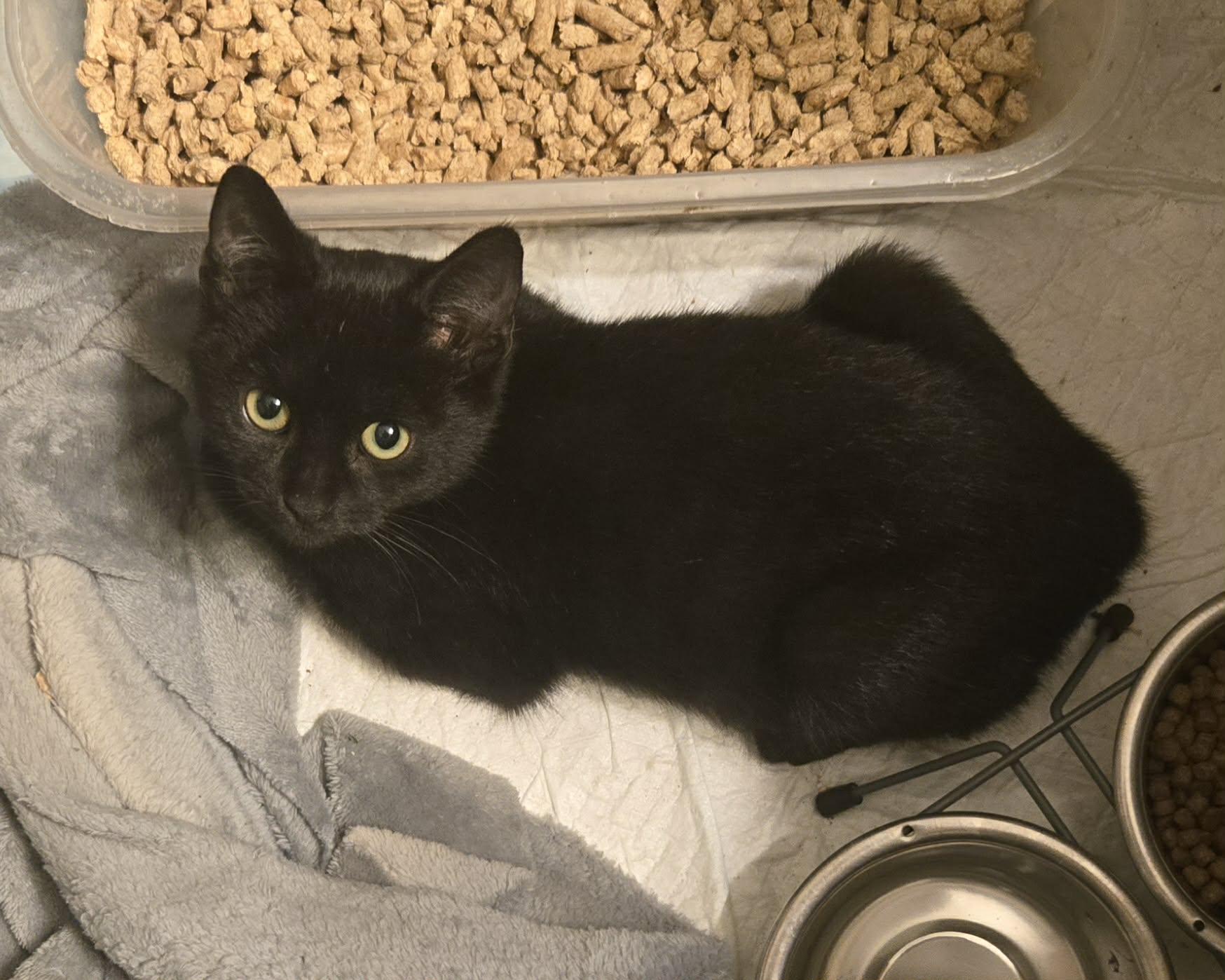 Enlarge Cocoa, a ADOPTABLE Domestic Short Hair in Clovis, CA image 3/4