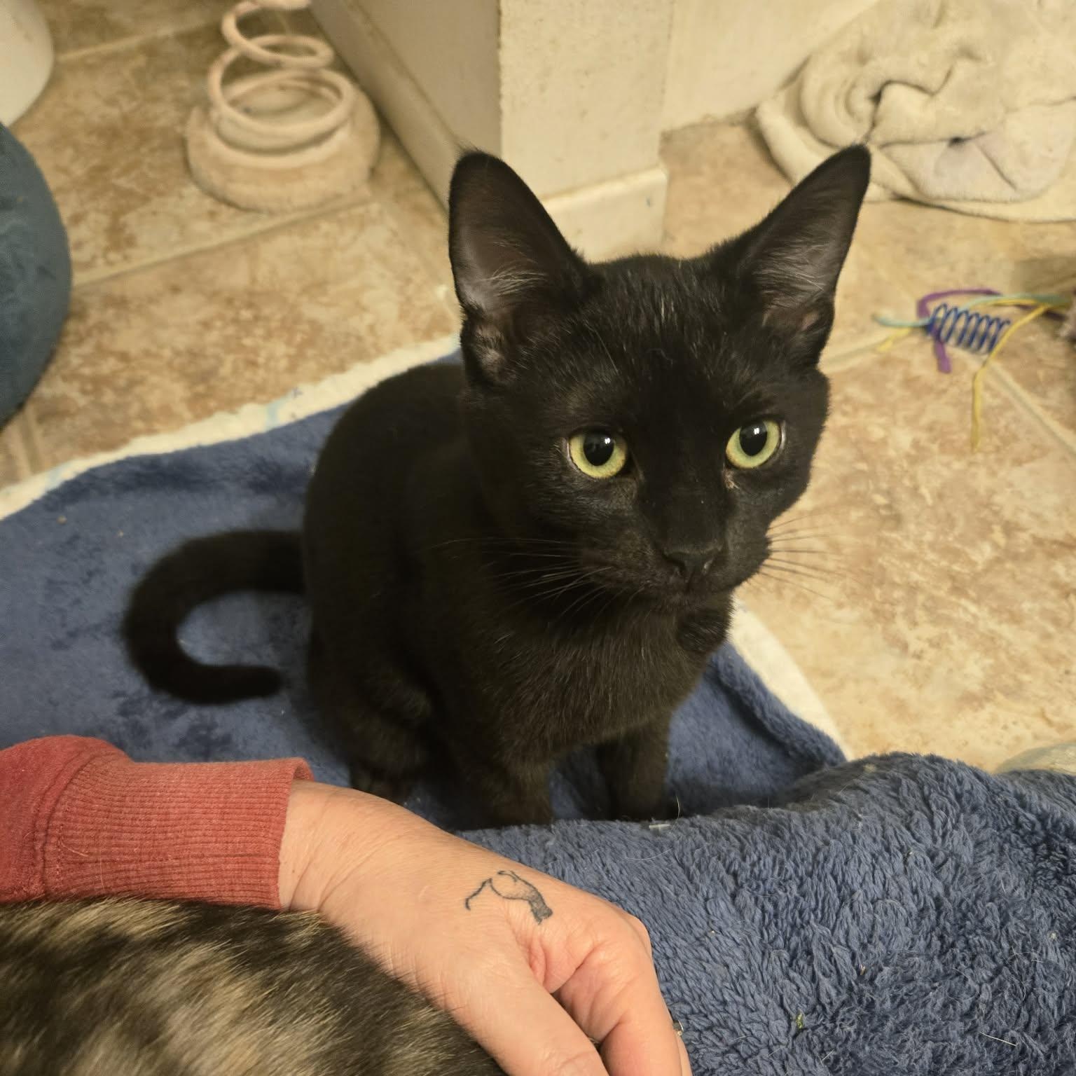 Enlarge Cocoa, a ADOPTABLE Domestic Short Hair in Clovis, CA image 2/4