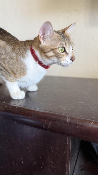 Misha — thumbnail 3