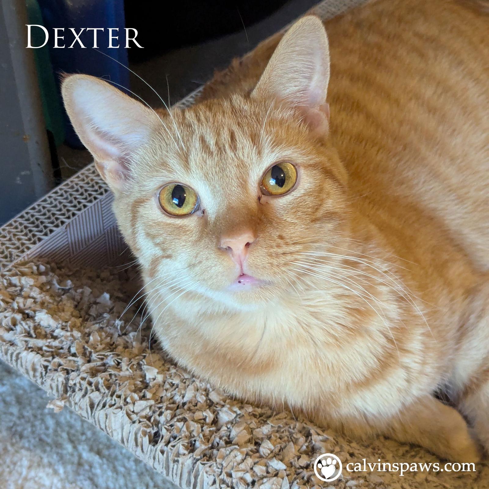 Enlarge Dexter E, a Adoptable Domestic Short Hair in Cary, NC image 1/2