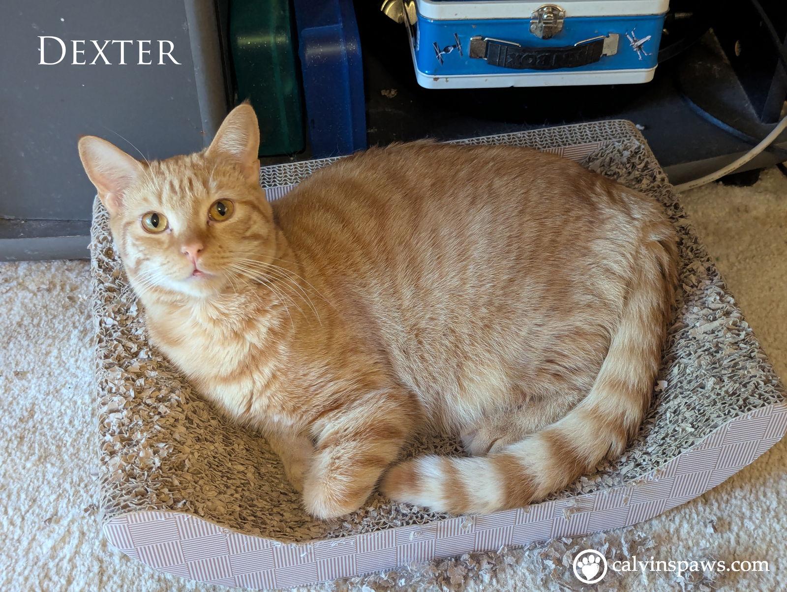 Enlarge Dexter E, a Adoptable Domestic Short Hair in Cary, NC image 2/2