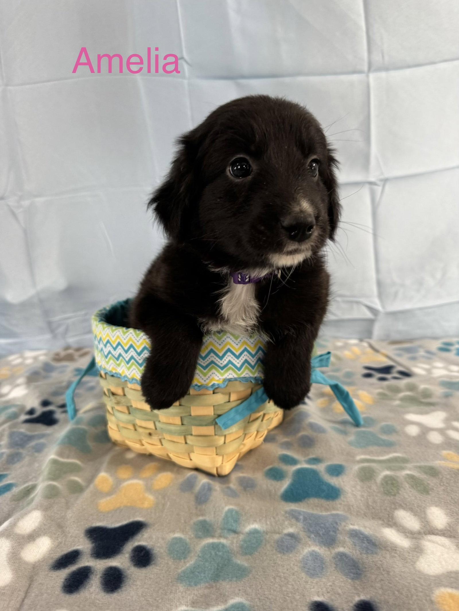 Amelia, Adoptable, Puppy Female Labrador Retriever.