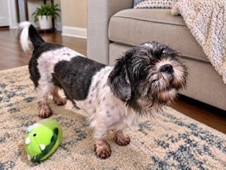 Enlarge Oona, a Adoptable Shih Tzu in Orlando, FL image 2/2
