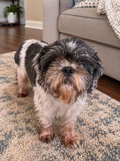 Enlarge Oona, a Adoptable Shih Tzu in Orlando, FL image 1/2