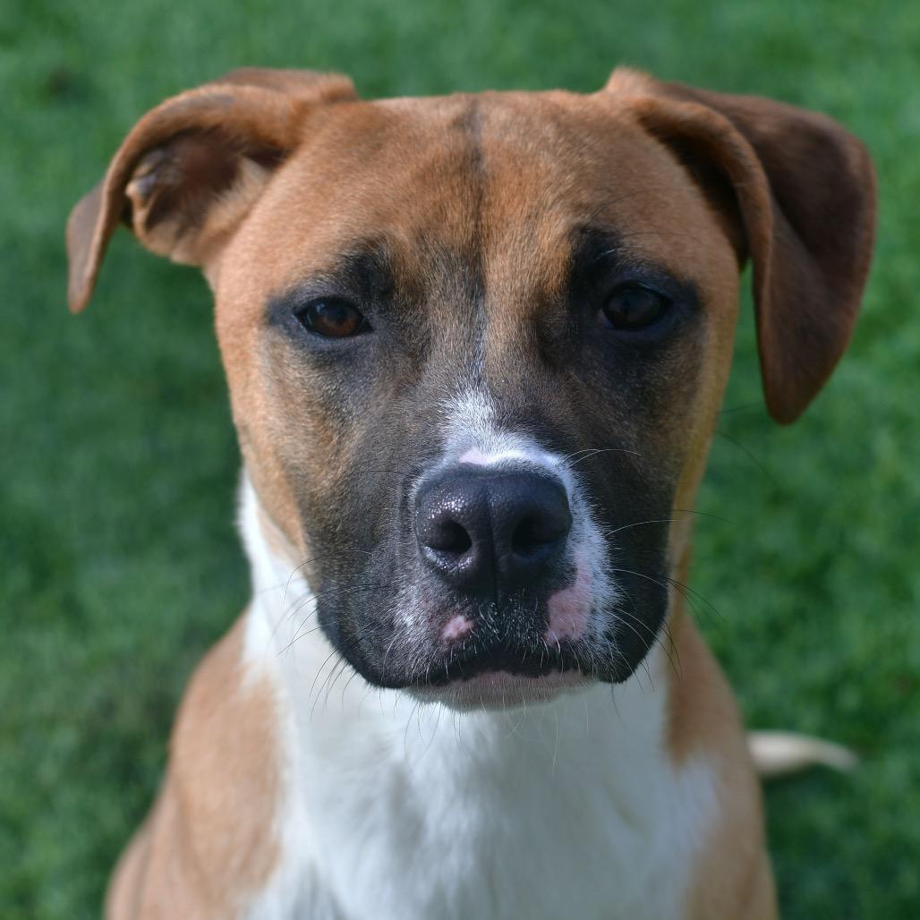 Autumn, Adoptable, Young Female Mixed Breed.