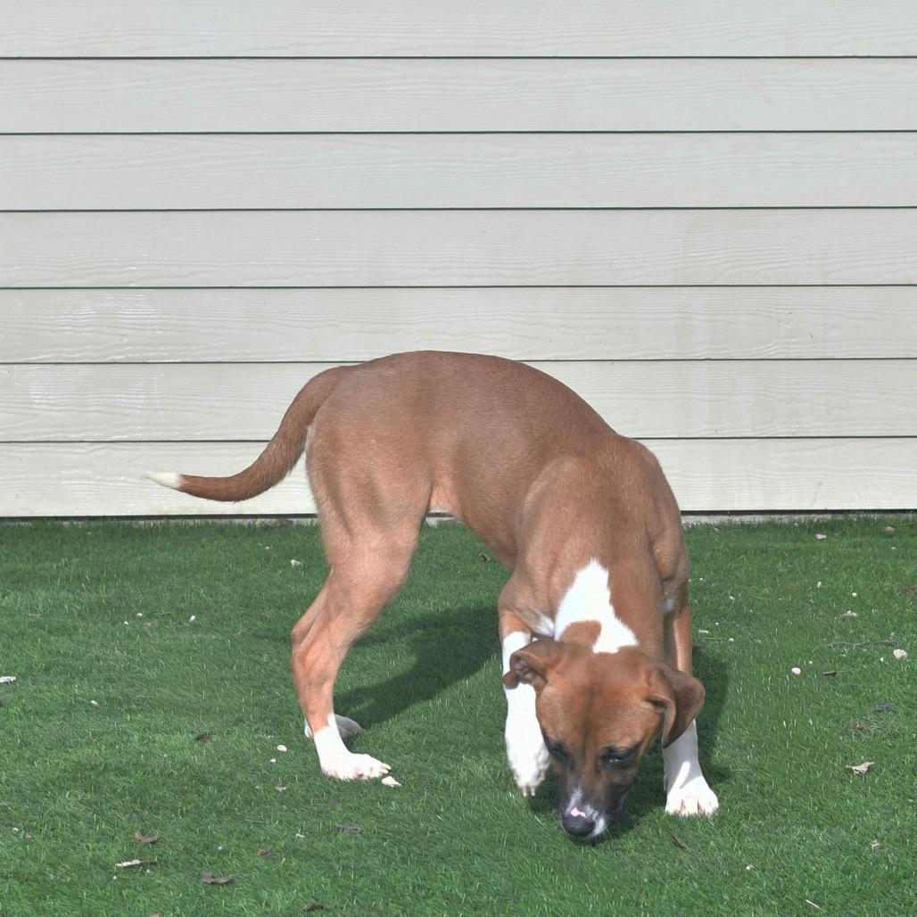Enlarge Autumn, a Adoptable Mixed Breed in Ottawa, KS image 2/2