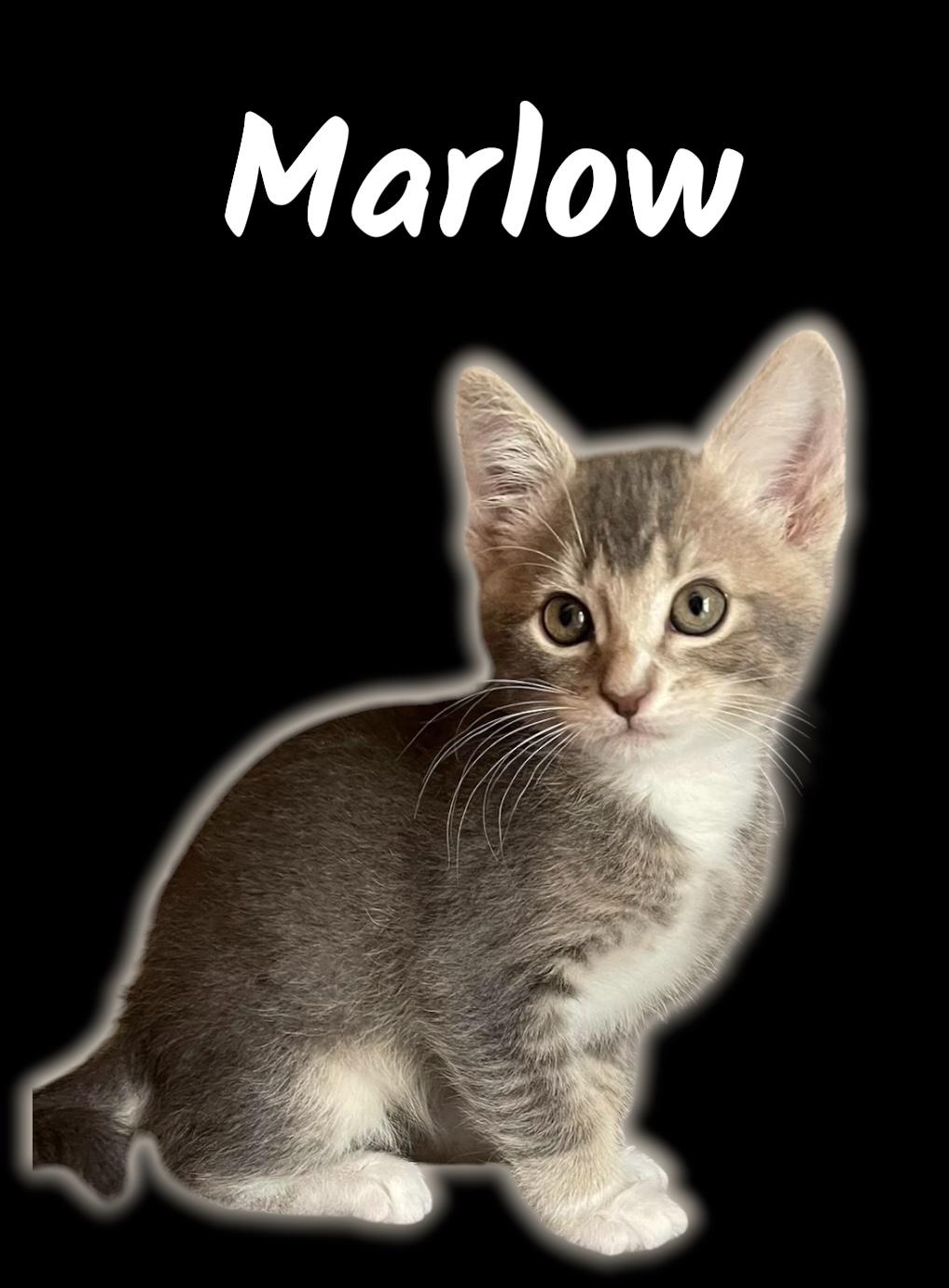 Marlow, ADOPTABLE, Kitten Male Domestic Short Hair.