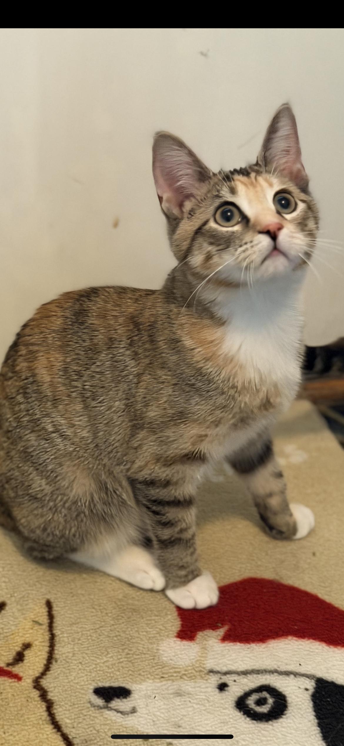 Cara, an adoptable Domestic Short Hair in Plainfield, IL image 2/3