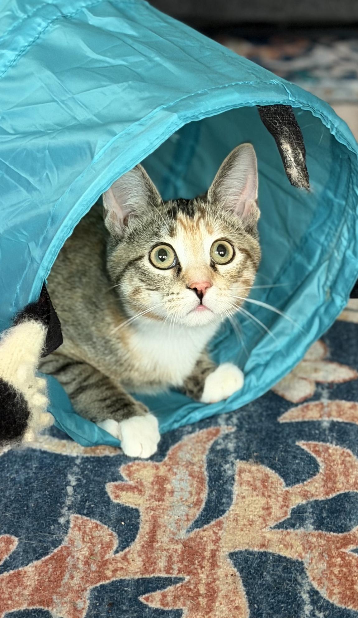 Cara, an adoptable Domestic Short Hair in Plainfield, IL image 1/3