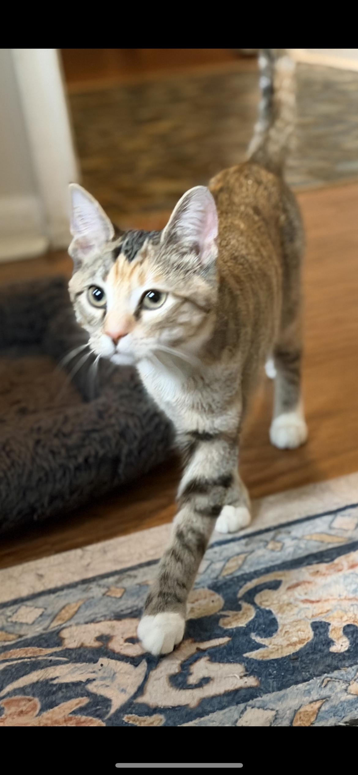 Cara, an adoptable Domestic Short Hair in Plainfield, IL image 3/3