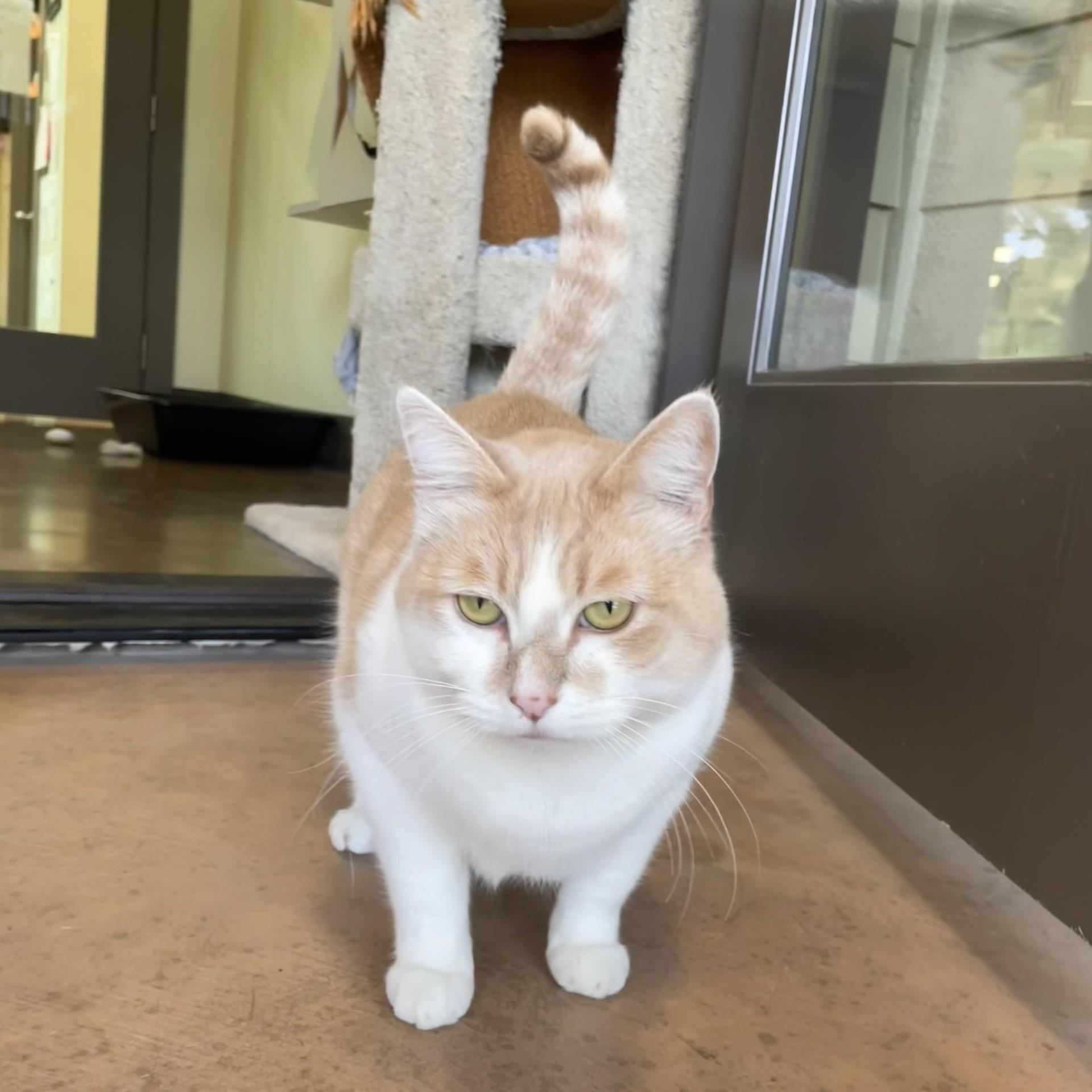 Rose, a ADOPTABLE Domestic Short Hair in Friday Harbor, WA image 5/6