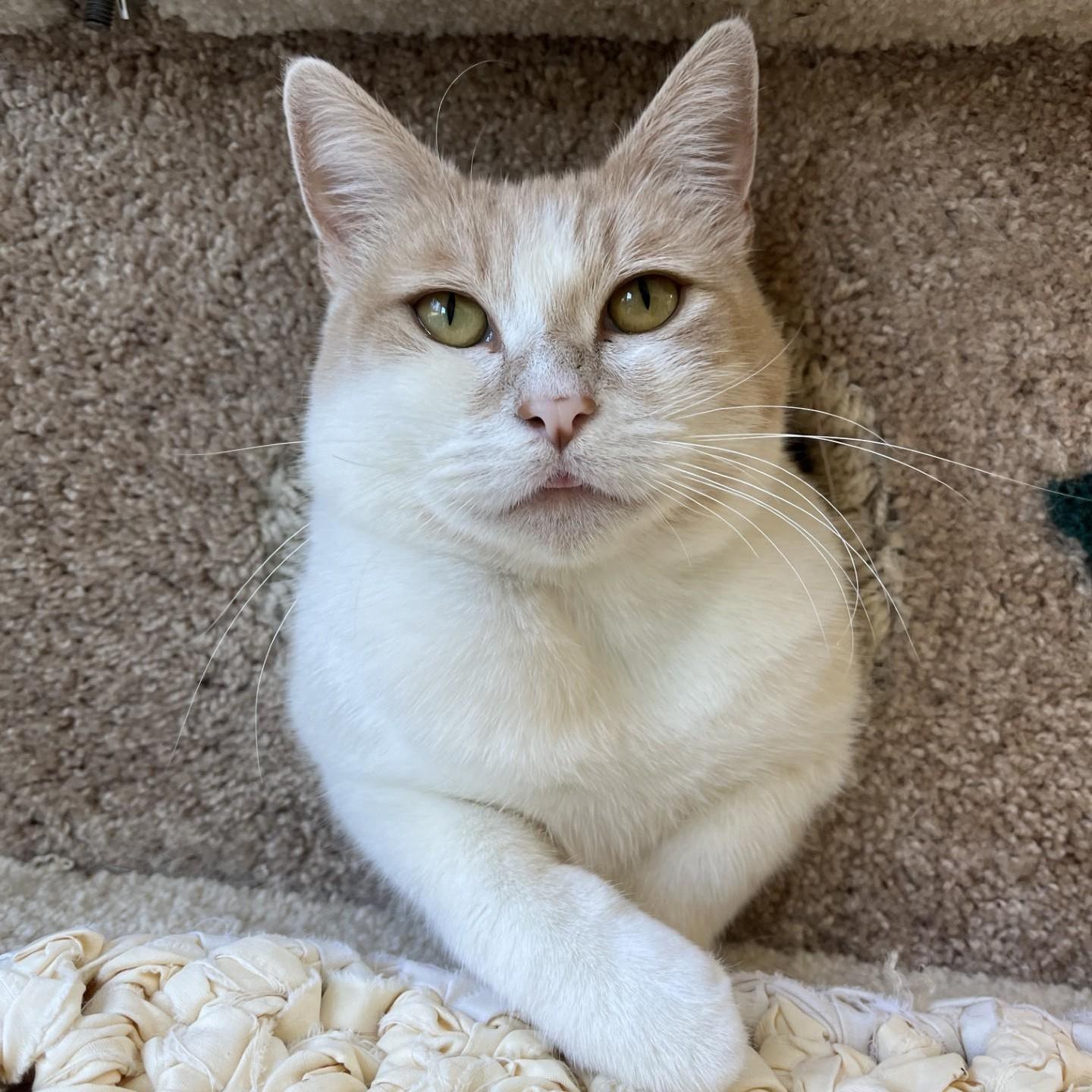 Rose, a ADOPTABLE Domestic Short Hair in Friday Harbor, WA image 2/6
