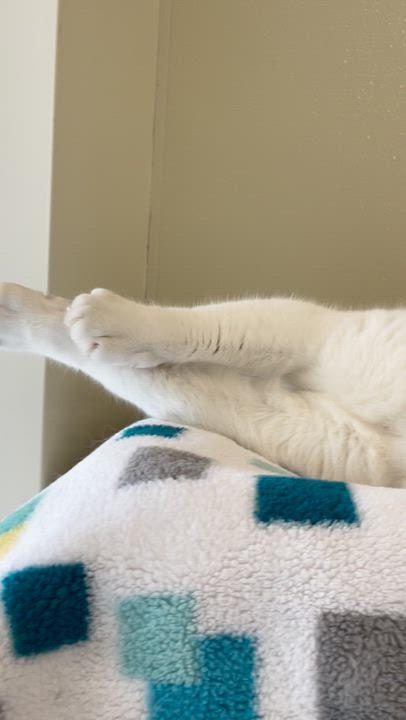Rose, a ADOPTABLE Domestic Short Hair in Friday Harbor, WA image 3/6