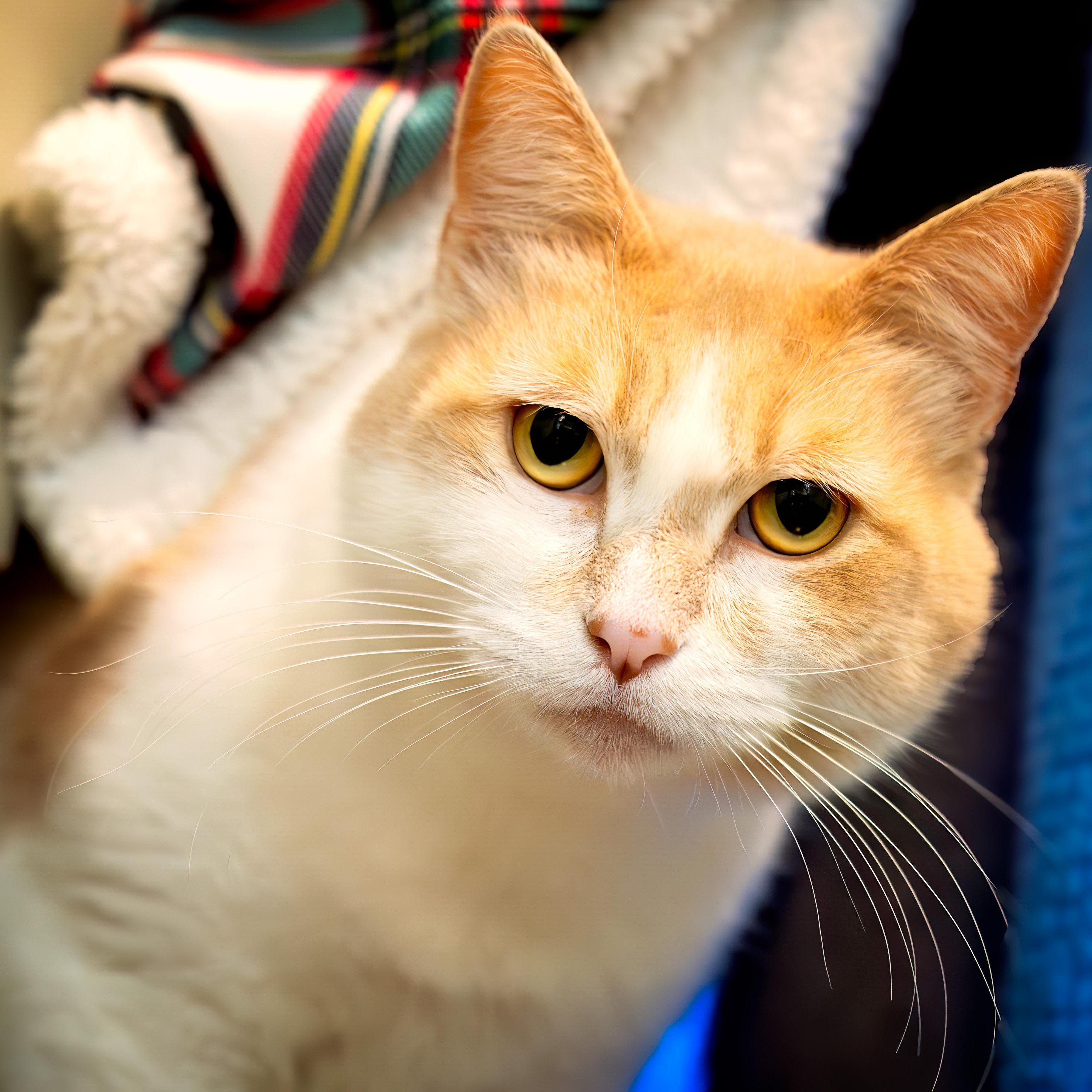 Rose, a ADOPTABLE Domestic Short Hair in Friday Harbor, WA image 1/6