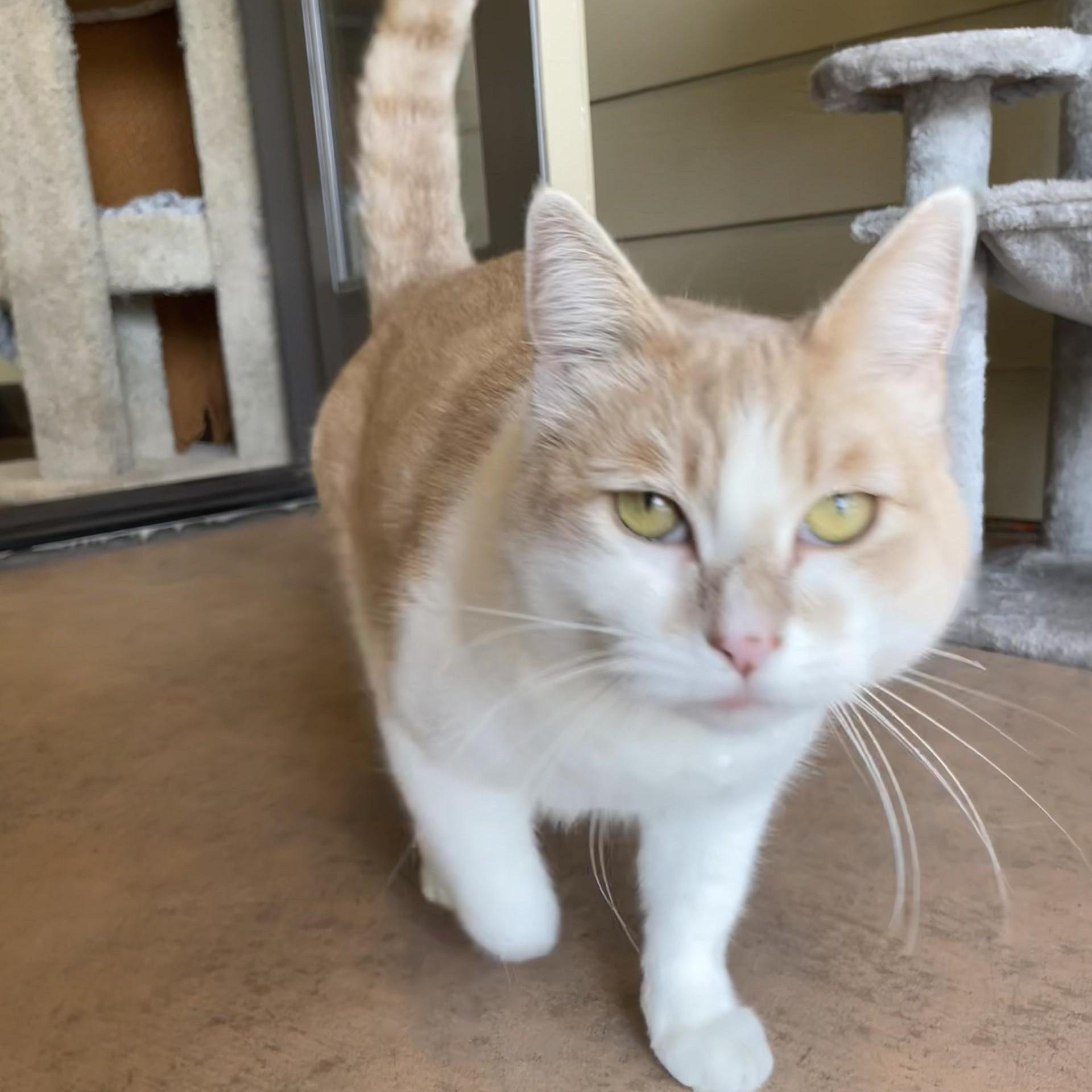 Rose, a ADOPTABLE Domestic Short Hair in Friday Harbor, WA image 1/6
