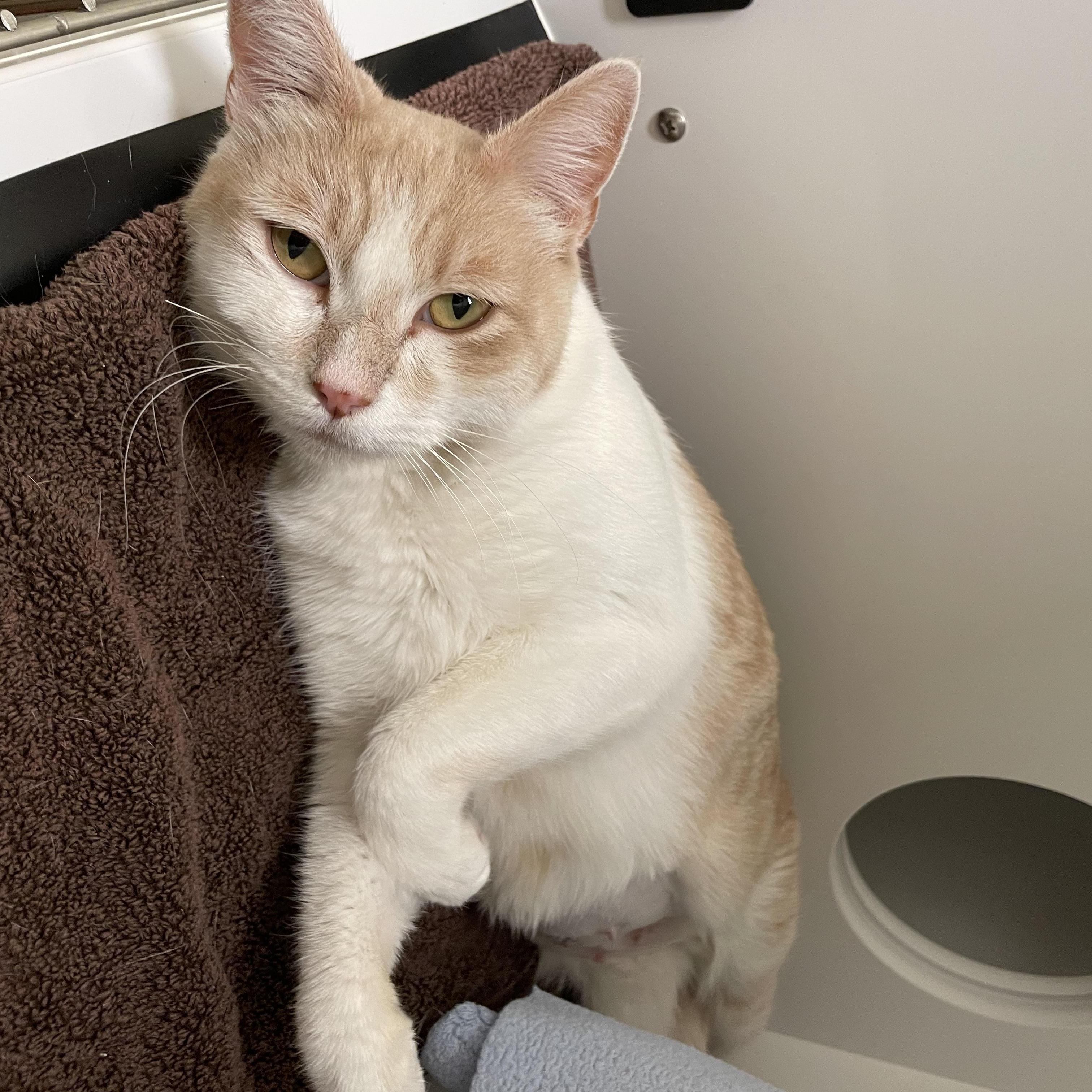 Rose, a ADOPTABLE Domestic Short Hair in Friday Harbor, WA image 6/6
