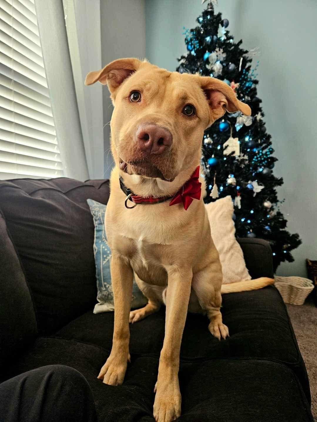 Enlarge Buckley: Best Boy Looking for Best Friend!, a Adoptable mixed breed in Conway, SC image 1/5