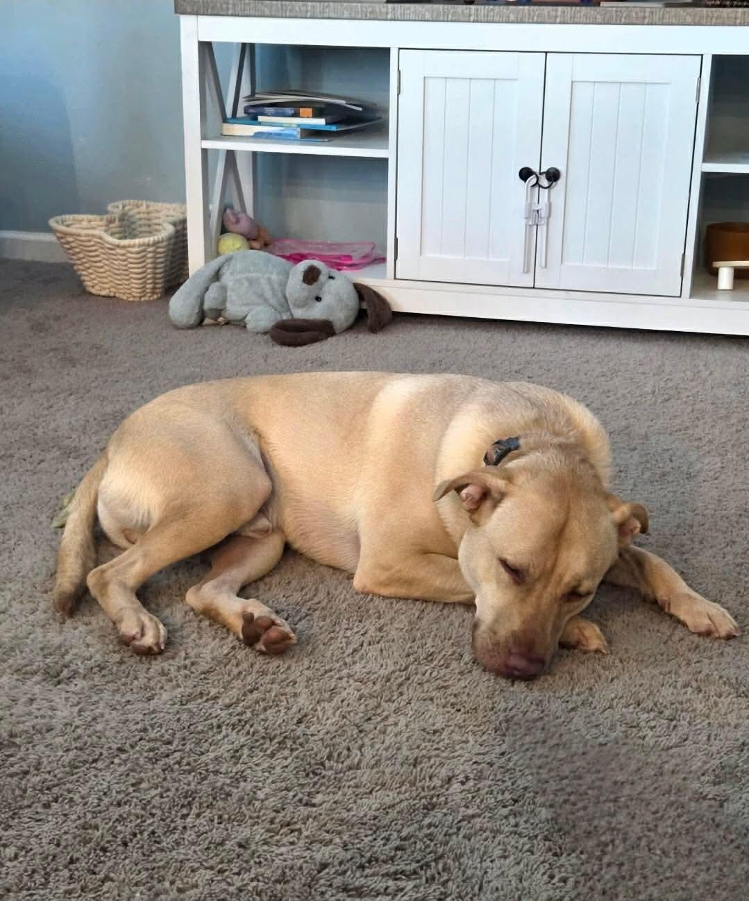 Enlarge Buckley: Best Boy Looking for Best Friend!, a Adoptable mixed breed in Conway, SC image 4/5