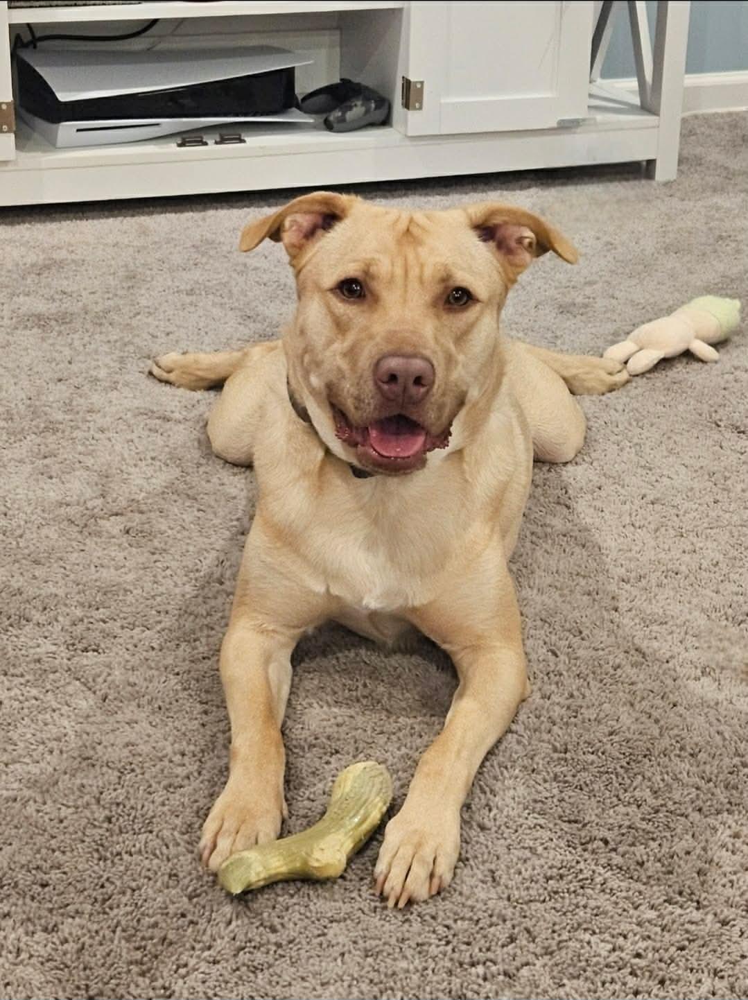Enlarge Buckley: Best Boy Looking for Best Friend!, a Adoptable mixed breed in Conway, SC image 2/5