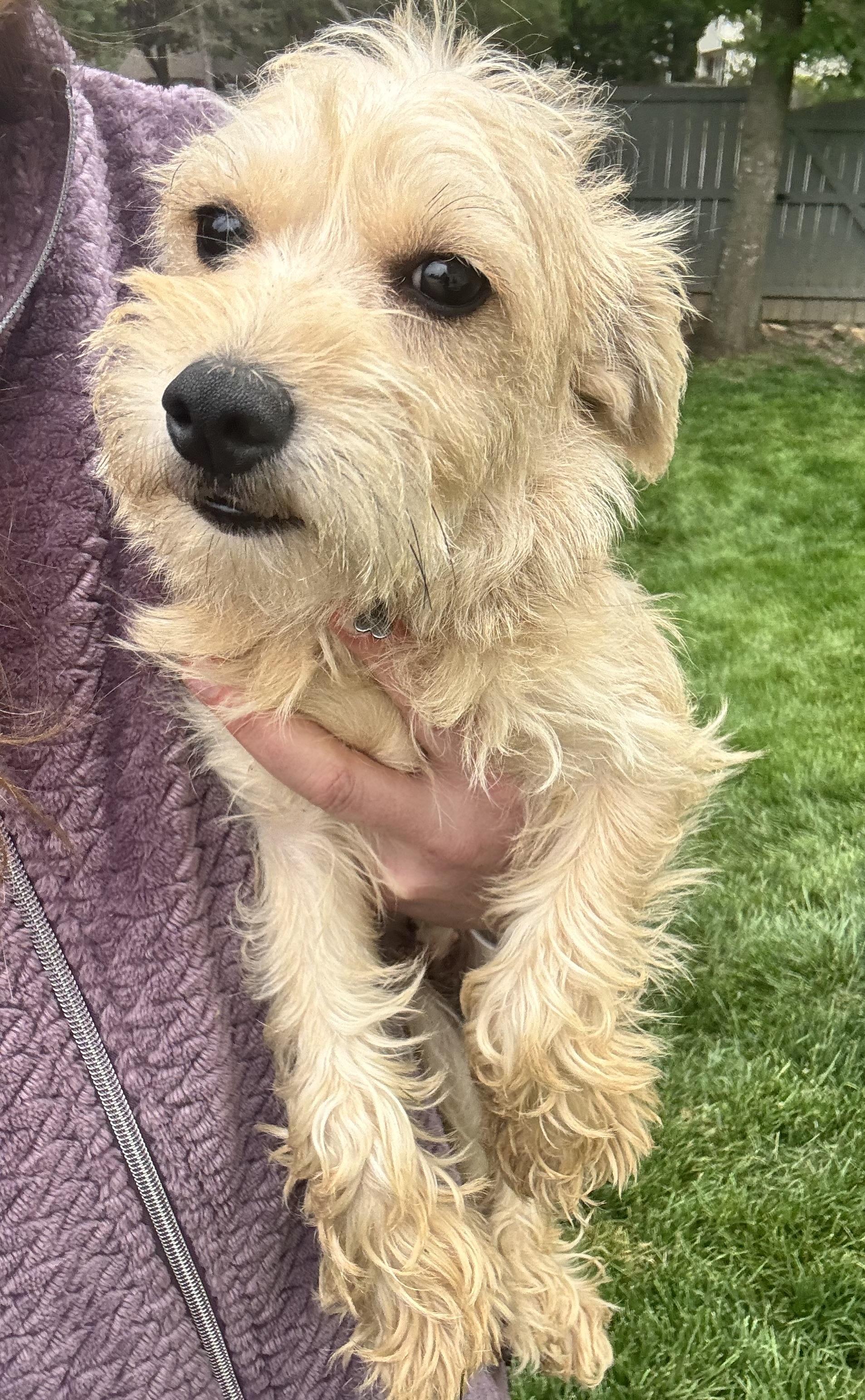Enlarge Miranda , an adopted mixed breed in Gainesville, VA image 3/6