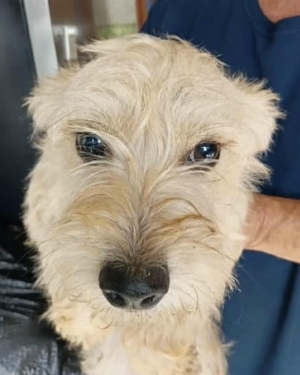 Enlarge Miranda , a ADOPTABLE mixed breed in Gainesville, VA image 2/2