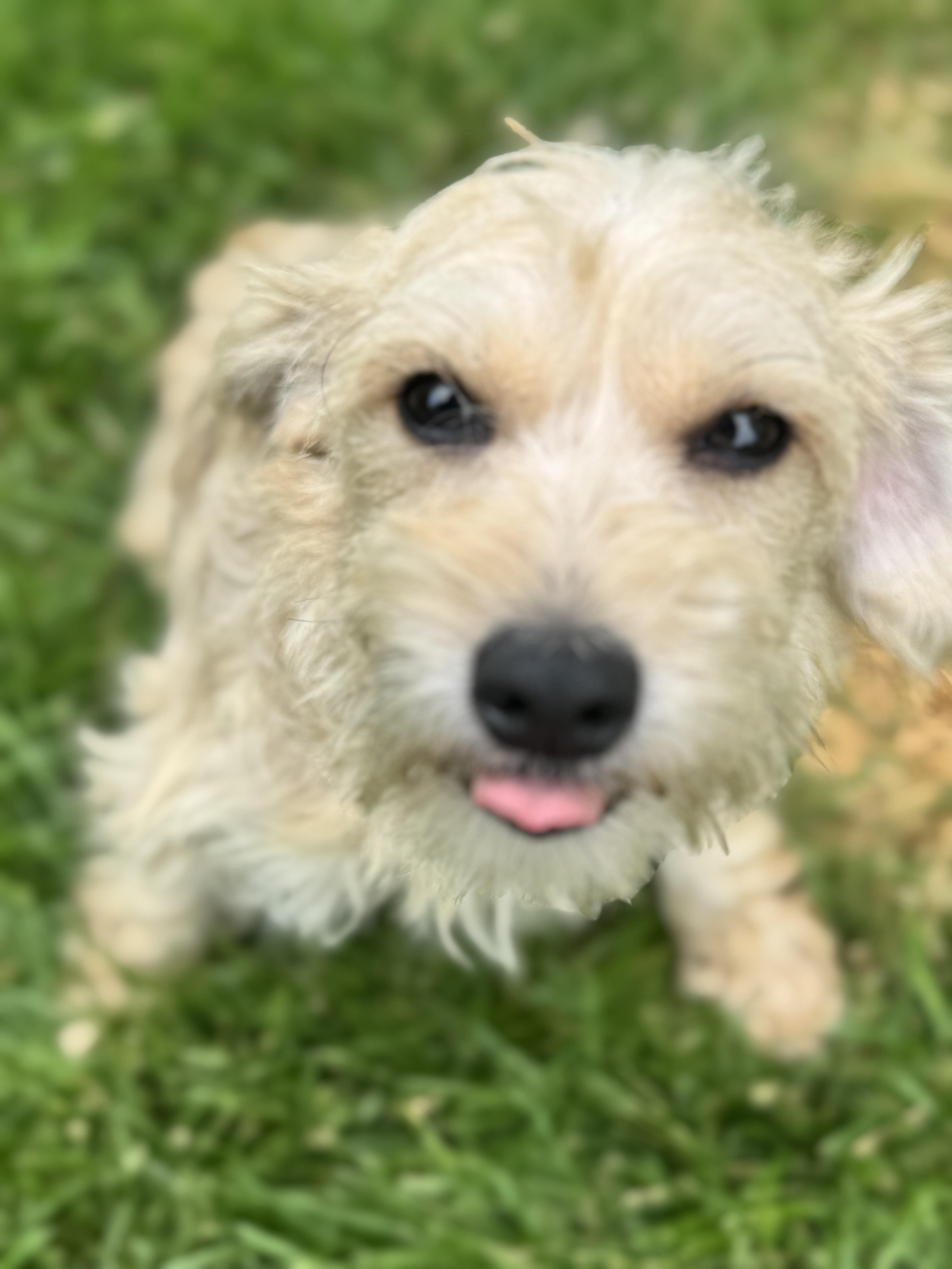 Enlarge Miranda , an adopted mixed breed in Gainesville, VA image 6/6